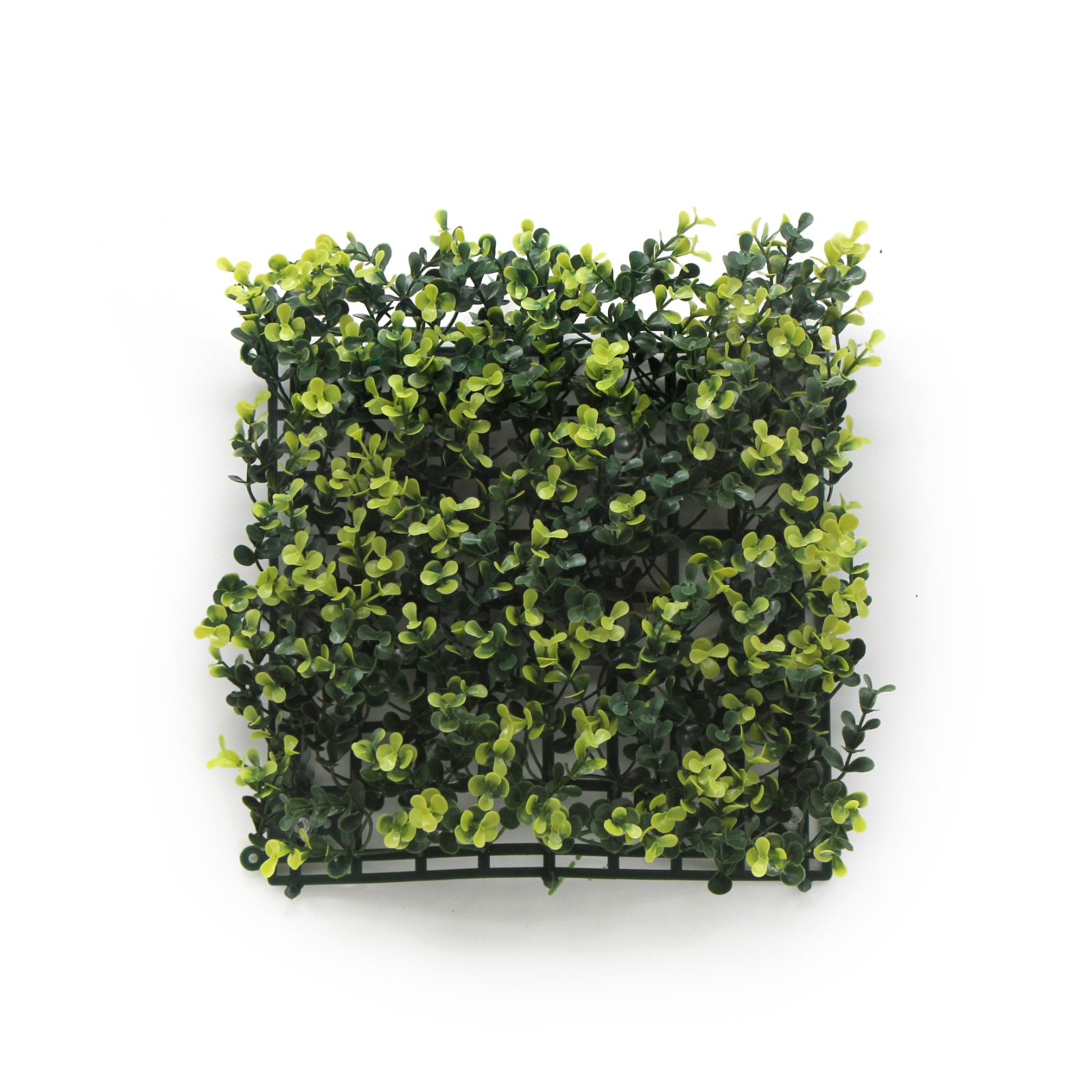 BUXUS  